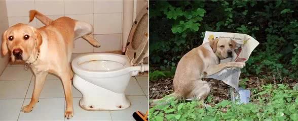 狗狗拉粑粑时总是斜眼看着你，你绝对想象不到的原因