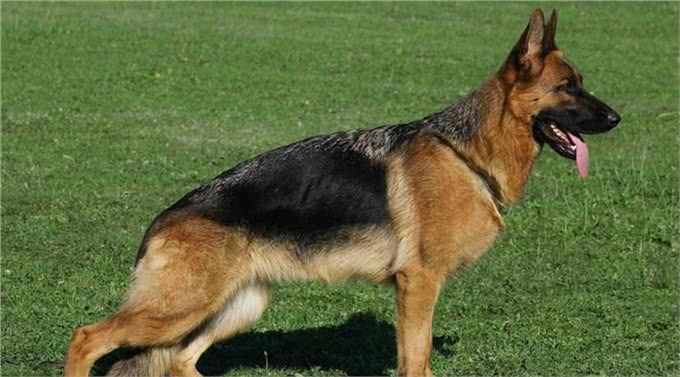 做不到这几点，劝你不要饲养大型猛犬，会害人害己还害犬