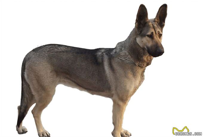 做不到这几点，劝你不要饲养大型猛犬，会害人害己还害犬