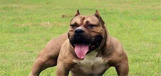 做不到这几点，劝你不要饲养大型猛犬，会害人害己还害犬