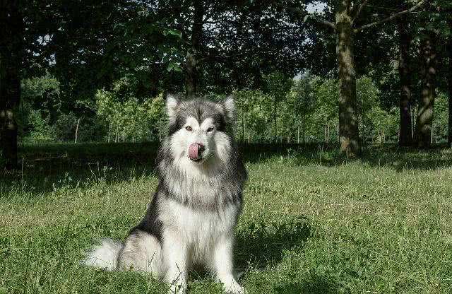 做不到这几点，劝你不要饲养大型猛犬，会害人害己还害犬