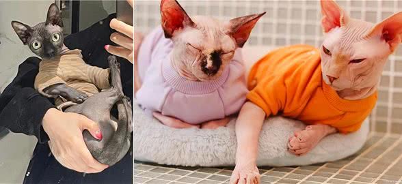 为什么不建议养无毛猫，有这6个理由，看完还想养吗?