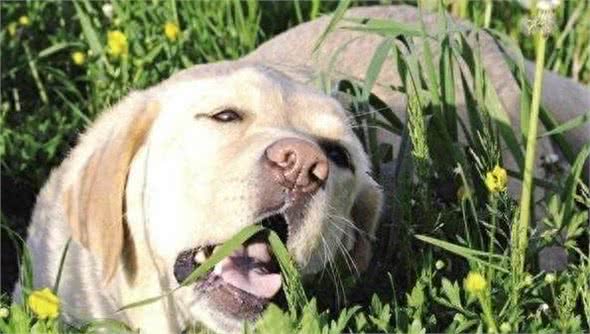 狗狗为什么爱吃草?其实这是它们的一种本能