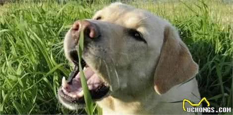 狗狗为什么爱吃草?其实这是它们的一种本能