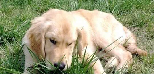 狗狗为什么爱吃草?其实这是它们的一种本能