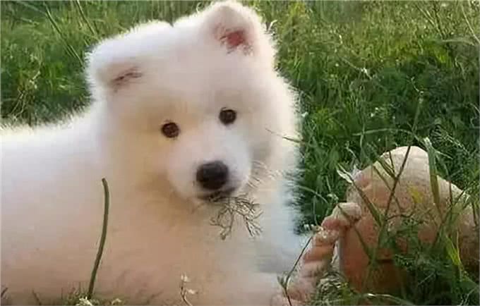 狗狗为什么爱吃草?其实这是它们的一种本能