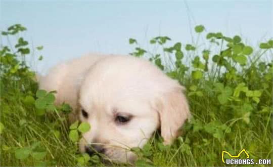 狗狗为什么爱吃草?其实这是它们的一种本能