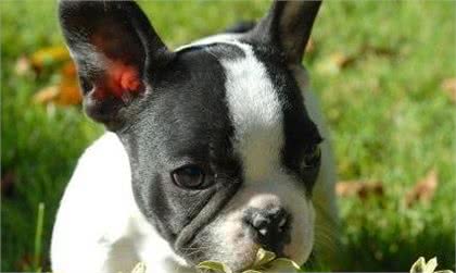 狗狗为什么爱吃草?其实这是它们的一种本能