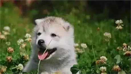 狗狗为什么爱吃草?其实这是它们的一种本能