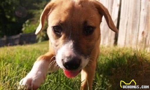 狗狗为什么爱吃草?其实这是它们的一种本能