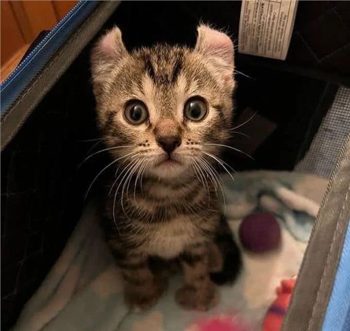 小猫因大爪子被主人嫌弃，搬家不愿带它一起走，这么可爱竟然不要
