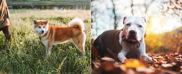 23种最忠诚的犬种