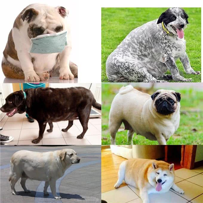 狗狗篇(第九期)狗狗的富贵病(过度肥胖),对健康影响很大哦!