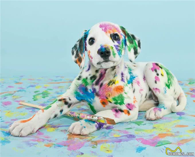 狗狗篇(第九期)狗狗的富贵病(过度肥胖),对健康影响很大哦!