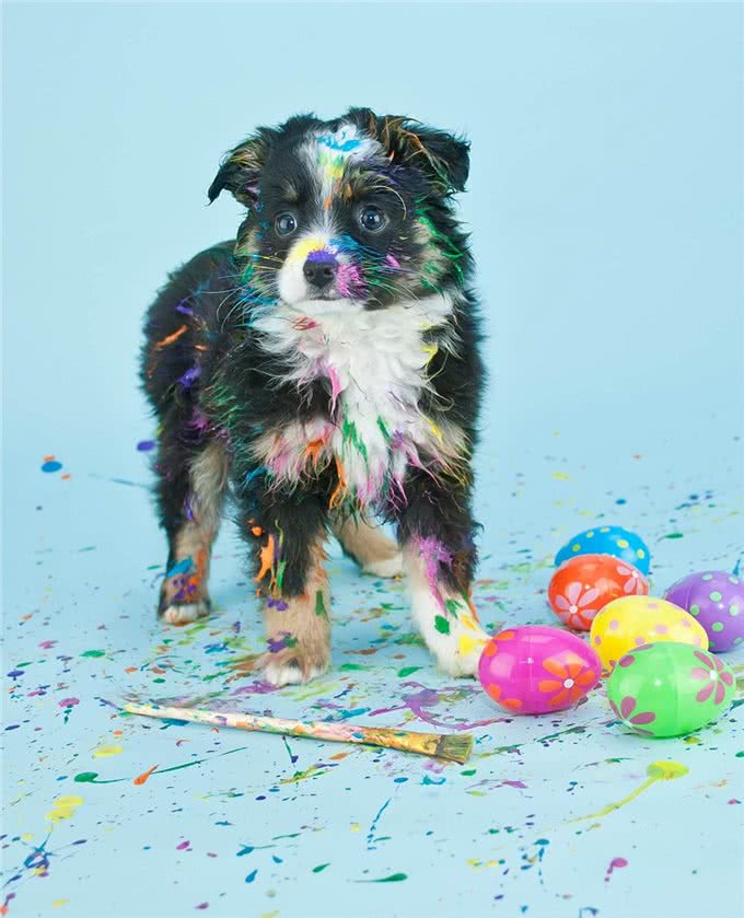 狗狗篇(第九期)狗狗的富贵病(过度肥胖),对健康影响很大哦!