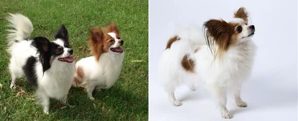蝴蝶犬由来你知道吗