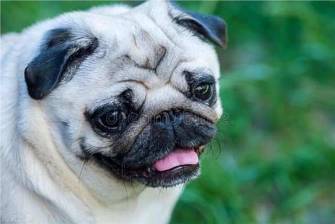 宠物小知识:犬类癫痫