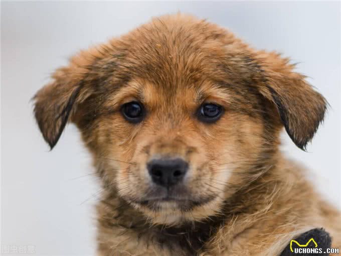 宠物小知识:犬类癫痫