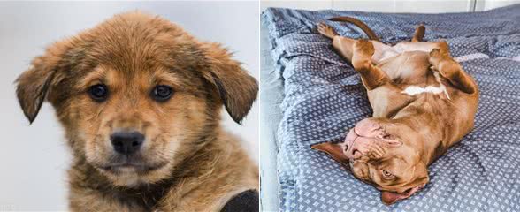 宠物小知识：犬类癫痫