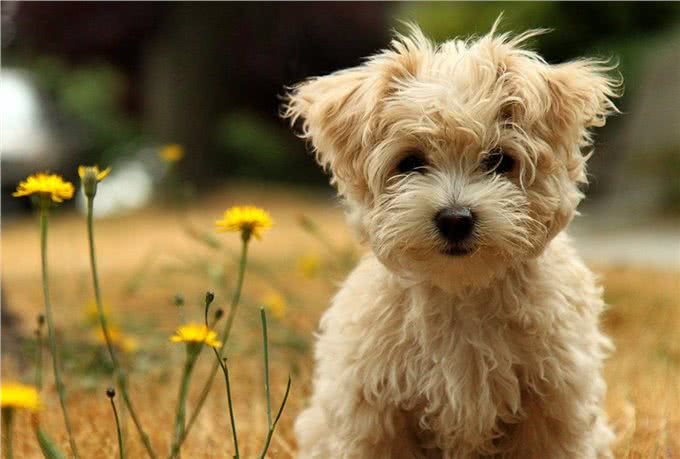 贵宾犬和泰迪犬的区别:这种超大型泰迪犬非喜欢女孩