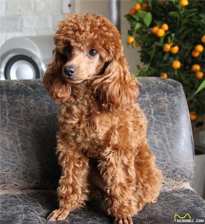 贵宾犬和泰迪犬的区别:这种超大型泰迪犬非喜欢女孩