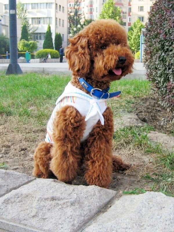 贵宾犬和泰迪犬的区别:这种超大型泰迪犬非喜欢女孩