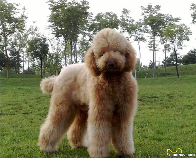 贵宾犬和泰迪犬的区别:这种超大型泰迪犬非喜欢女孩