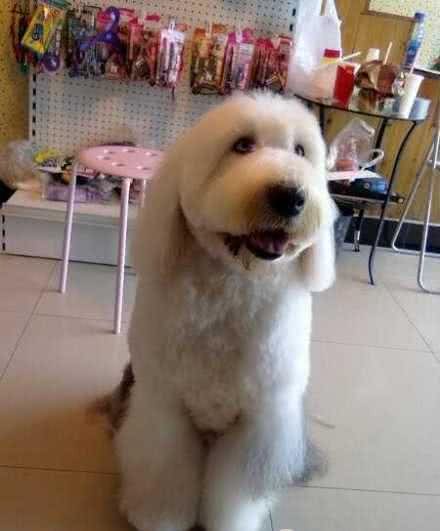 贵宾犬和泰迪犬的区别:这种超大型泰迪犬非喜欢女孩