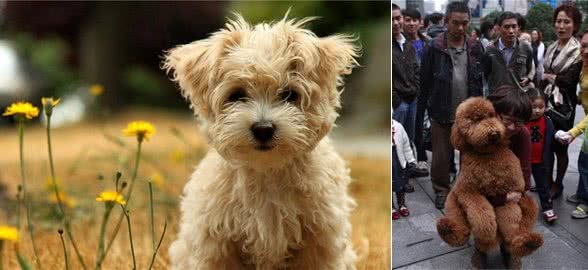贵宾犬和泰迪犬的区别:这种超大型泰迪犬非喜欢女孩