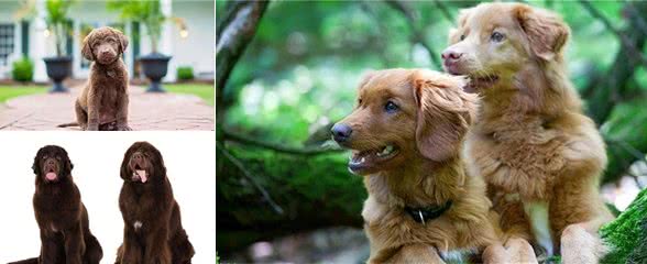 哪种狗的基因这么强大:六种寻回猎犬，五种都有同样的祖先