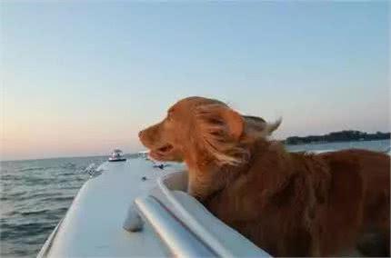 猫会晕船，狗要防晒，盘点宠物在游艇上的注意事项