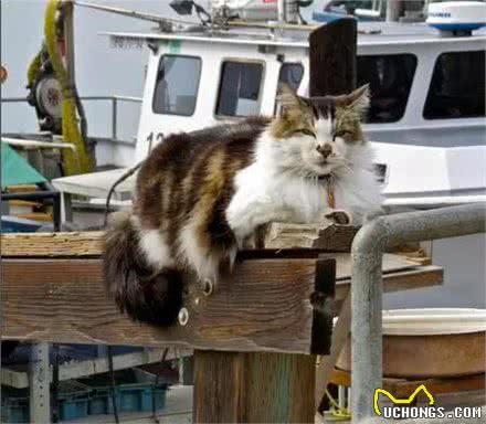 猫会晕船，狗要防晒，盘点宠物在游艇上的注意事项