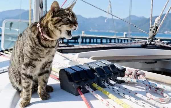 猫会晕船，狗要防晒，盘点宠物在游艇上的注意事项
