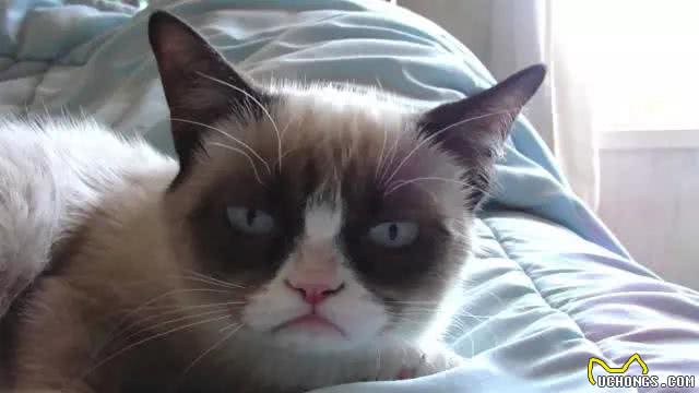 猫会晕船，狗要防晒，盘点宠物在游艇上的注意事项