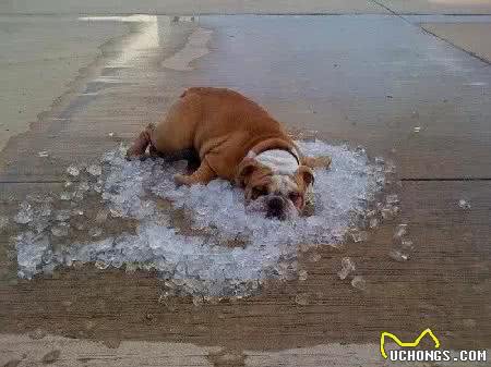 猫会晕船，狗要防晒，盘点宠物在游艇上的注意事项