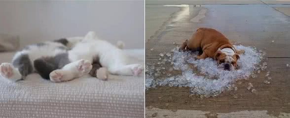 猫会晕船，狗要防晒，盘点宠物在游艇上的注意事项