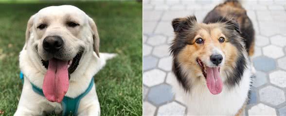 6种便宜又好养的中型犬，想不养活都难，新手首选