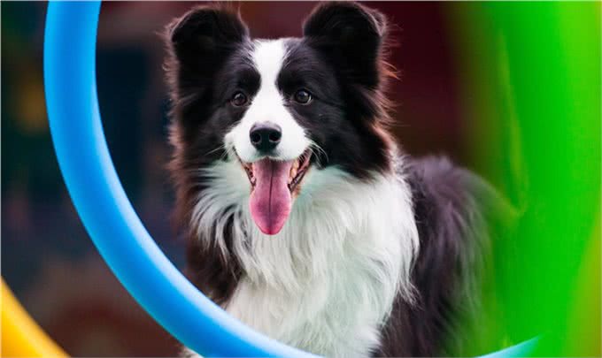 养狗狗新手,狗狗第一天到家时应注意什么?