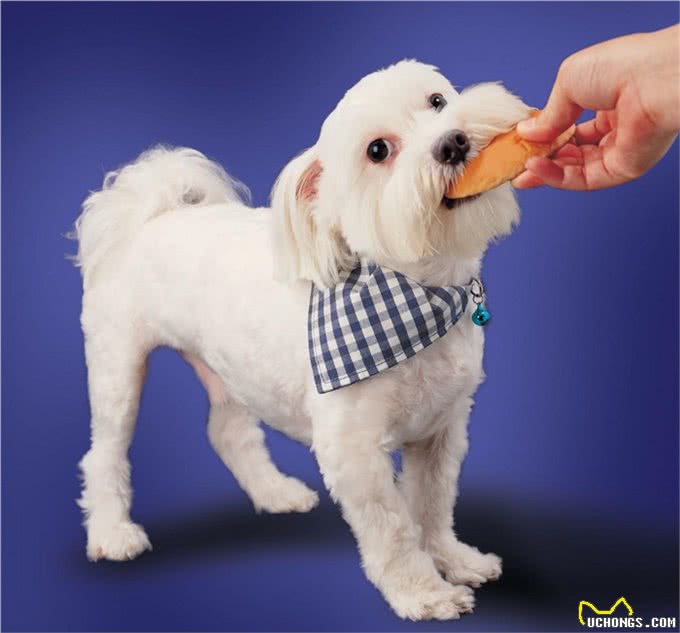 养狗狗新手,狗狗第一天到家时应注意什么?