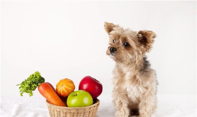 养狗狗新手,狗狗第一天到家时应注意什么?