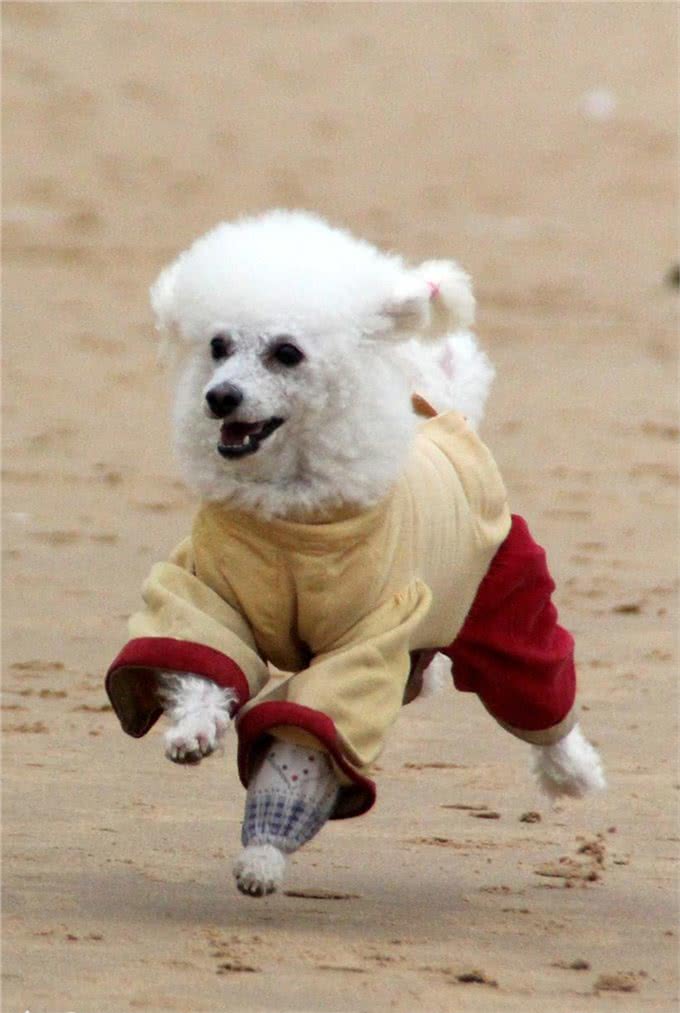 养狗狗新手,狗狗第一天到家时应注意什么?