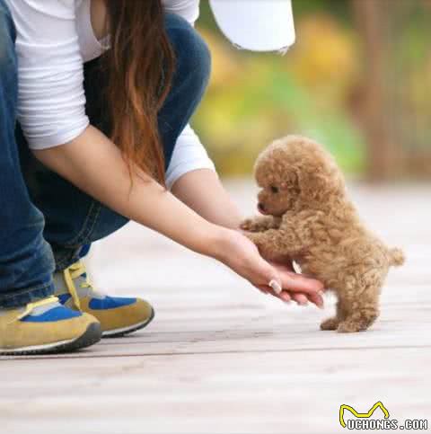 最爱撒娇的六种狗狗，快来看看有你家爱犬吗?