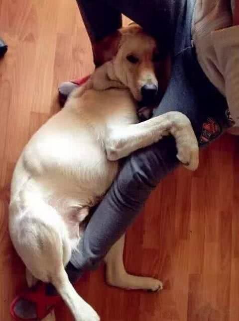 最爱撒娇的六种狗狗，快来看看有你家爱犬吗?