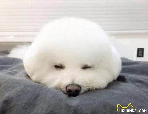 最爱撒娇的六种狗狗，快来看看有你家爱犬吗?