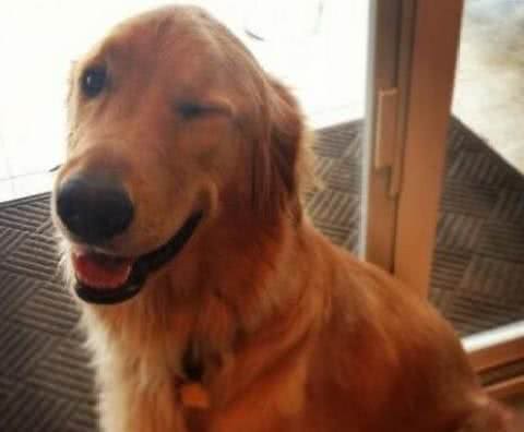 最爱撒娇的六种狗狗，快来看看有你家爱犬吗?