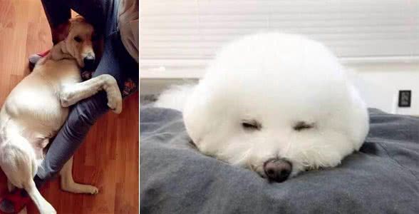 最爱撒娇的六种狗狗，快来看看有你家爱犬吗?