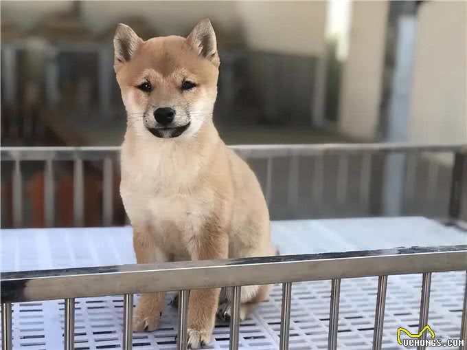 怎么挑选狗狗幼犬?狗狗幼犬怎么养?