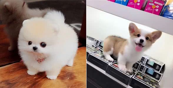 怎么挑选狗狗幼犬?狗狗幼犬怎么养?