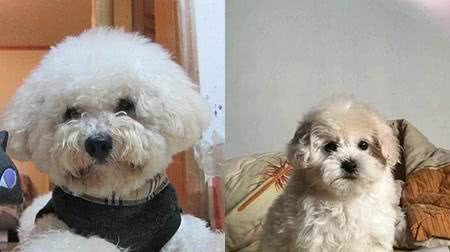 比熊犬毛色护理有讲究尽量不要都剃光