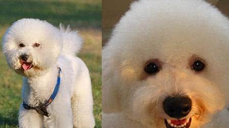 比熊犬毛色护理有讲究尽量不要都剃光